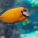 Tropical fish 110409_2